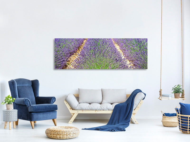 panoramic-canvas-print-the-lavender-field