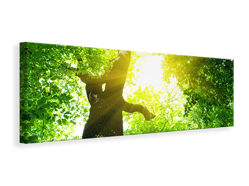 panoramic-canvas-print-tree