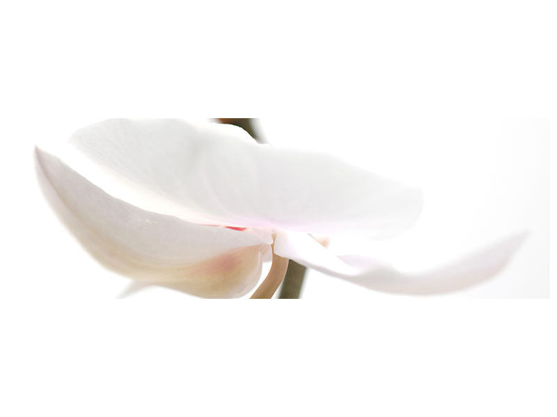 panoramic-canvas-print-xxl-orchid-flower