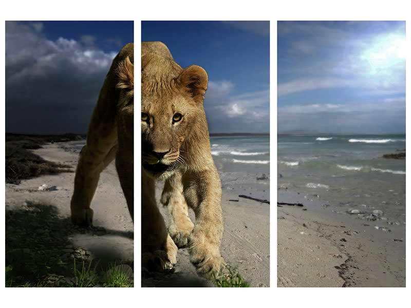 3-piece-canvas-print-a-lioness-on-the-beach