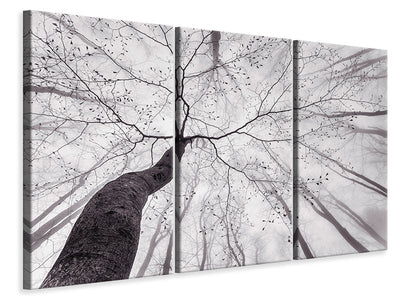 3-piece-canvas-print-a-view-of-the-tree-crown