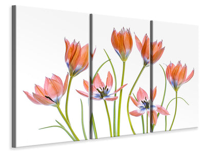 3-piece-canvas-print-apricot-tulips