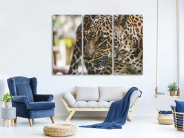 3-piece-canvas-print-attention-cat