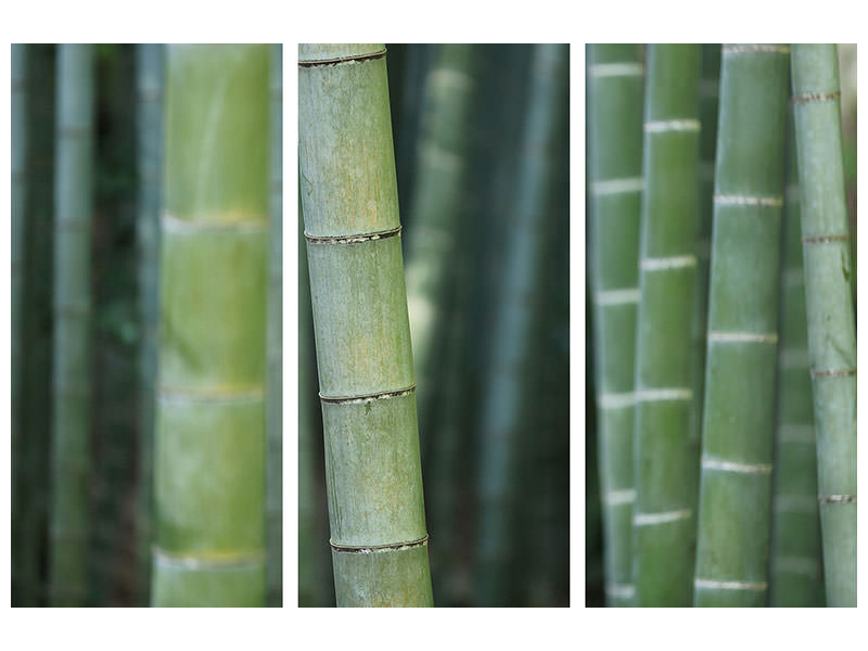 3-piece-canvas-print-bamboo-in-xxl