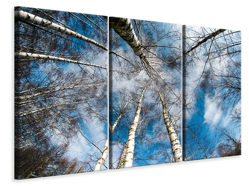 3-piece-canvas-print-birch-crowns