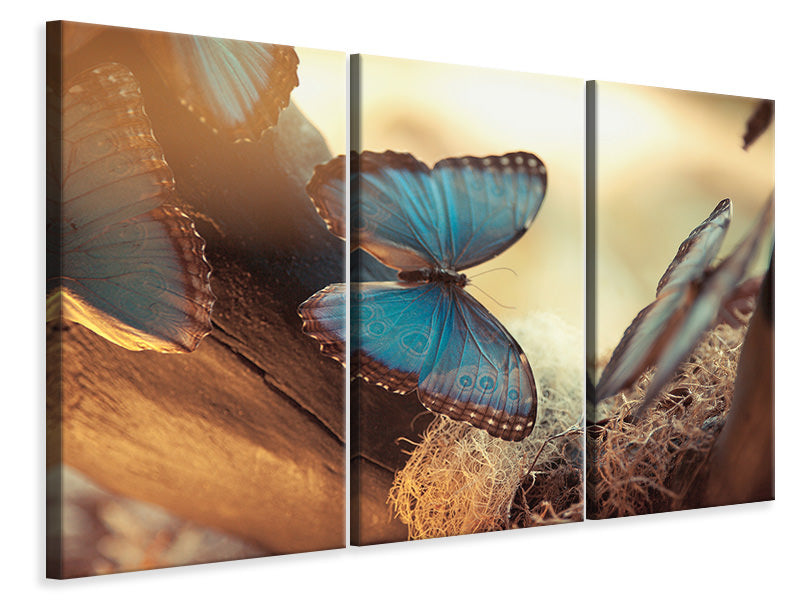 3-piece-canvas-print-butterflies