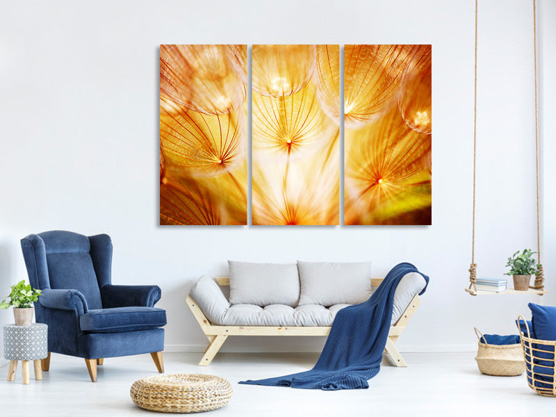 3-piece-canvas-print-close-up-dandelion-in-light