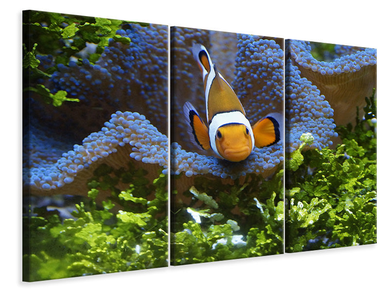 3-piece-canvas-print-cute-clownfish