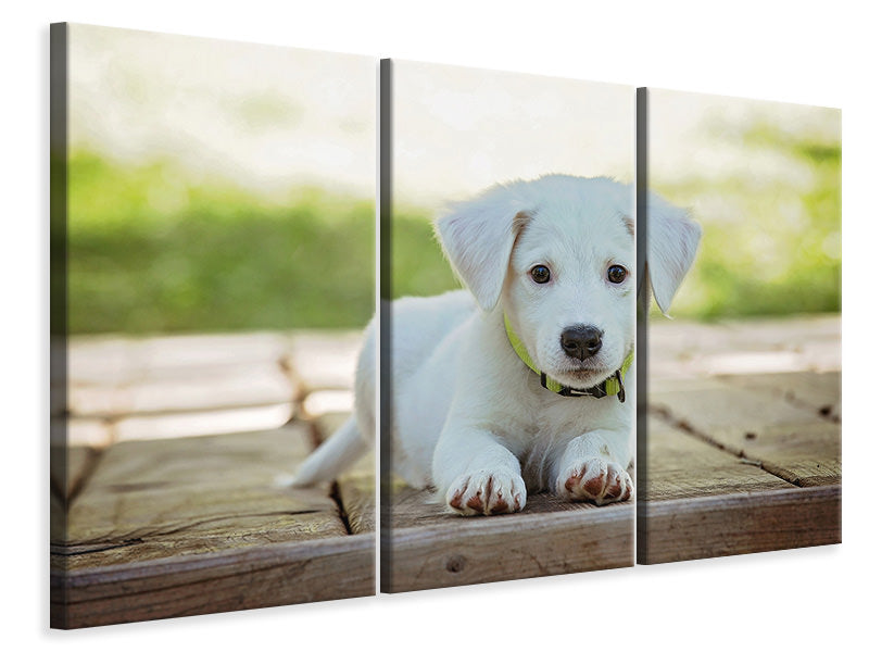 3-piece-canvas-print-cute-dog-baby