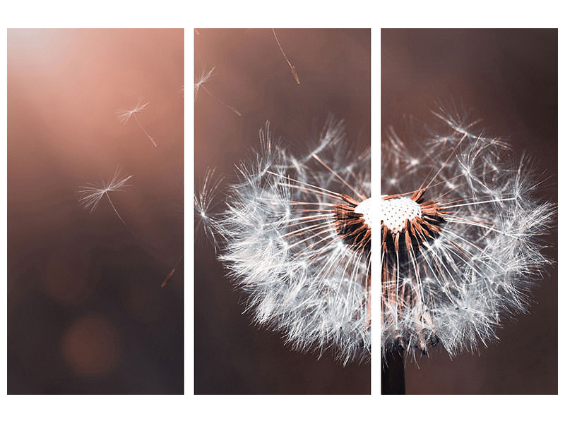 3-piece-canvas-print-dandelion-in-the-evening-light