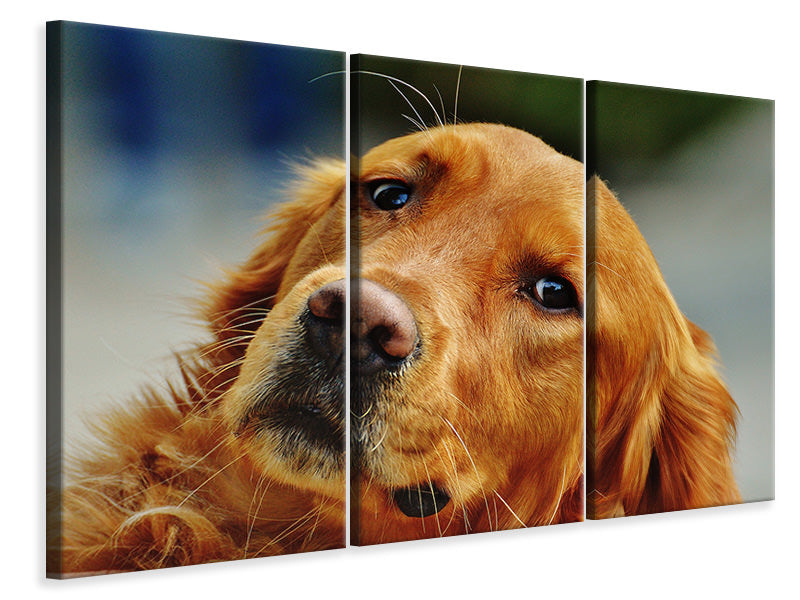 3-piece-canvas-print-faithful-irish-setter