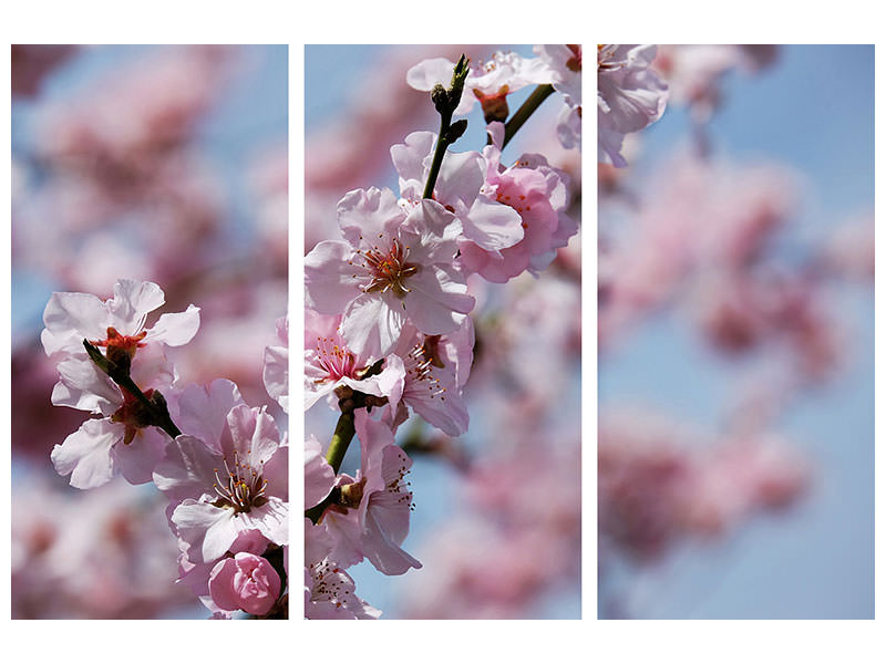 3-piece-canvas-print-japanese-cherry-tree-close-up