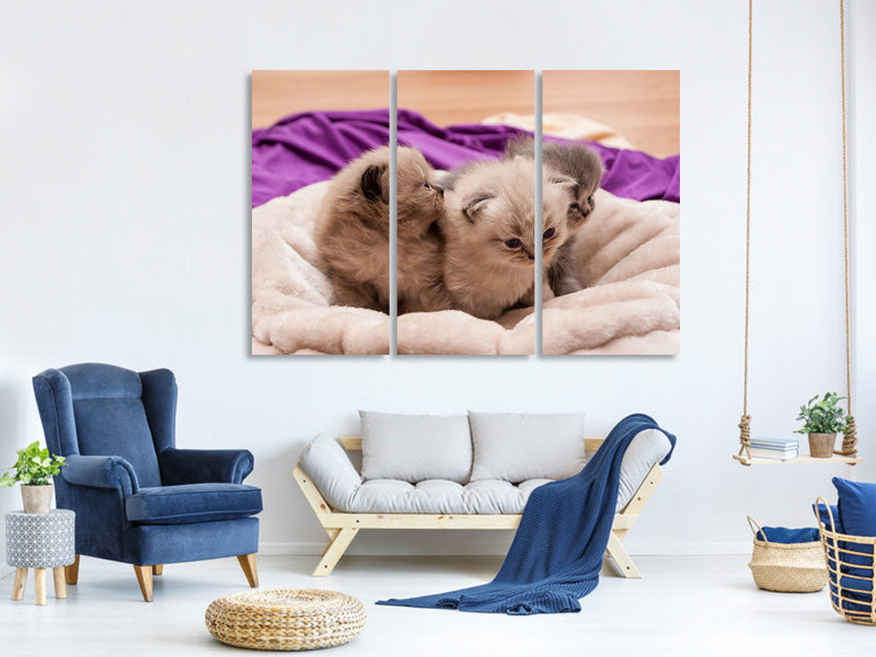 3-piece-canvas-print-kitten-trio-to-fall-in-love