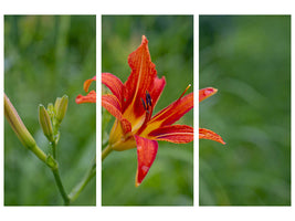 3-piece-canvas-print-lily-blossom-in-the-nature