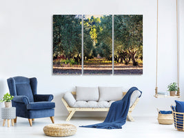 3-piece-canvas-print-magnificent-olive-trees