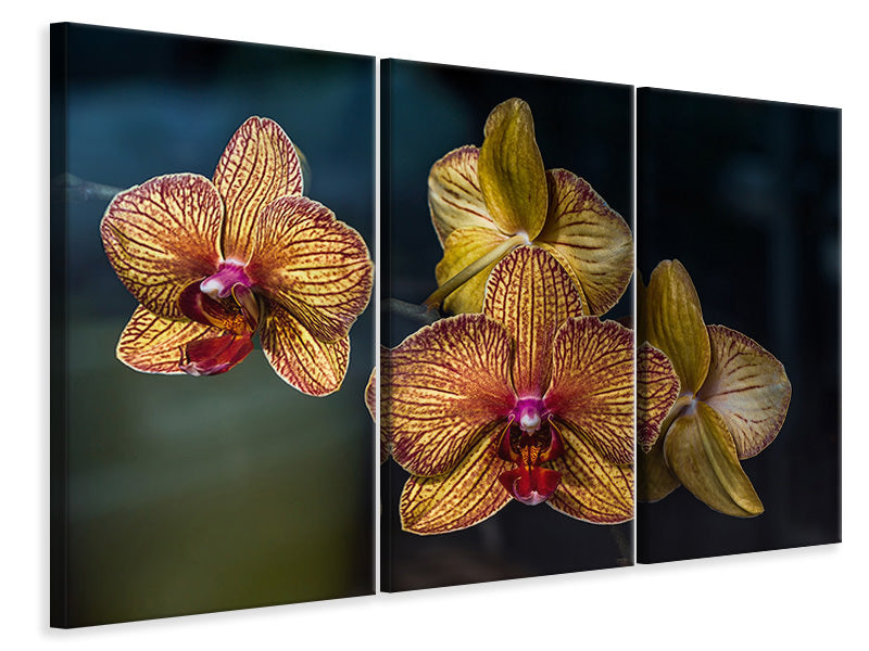 3-piece-canvas-print-orchidaceae