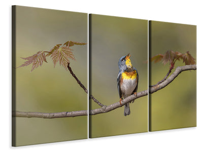 3-piece-canvas-print-parula-on-stage