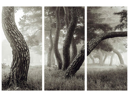 3-piece-canvas-print-pine-grove-in-fog