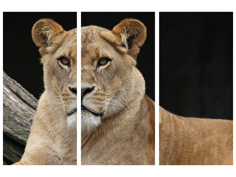 3-piece-canvas-print-proud-lioness