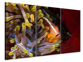 3-piece-canvas-print-skunk-clownfish