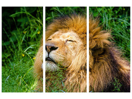 3-piece-canvas-print-sleeping-lion