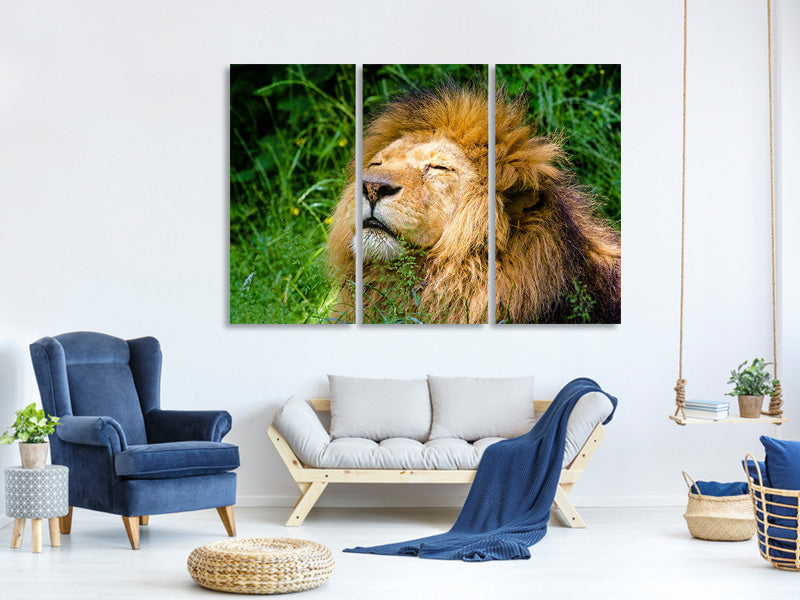 3-piece-canvas-print-sleeping-lion