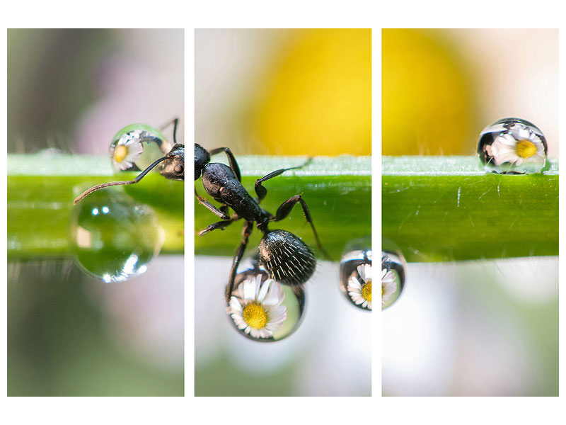 3-piece-canvas-print-the-ant-between-the-drops