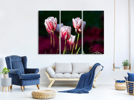 3-piece-canvas-print-the-beauty-of-the-tulips