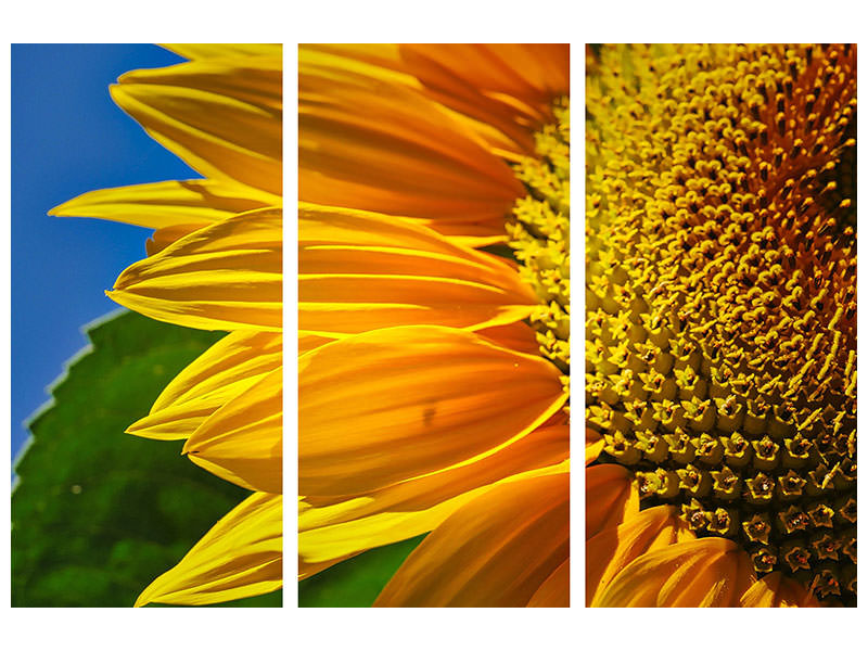 3-piece-canvas-print-the-bud-close-up