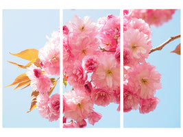3-piece-canvas-print-the-cherry-blossoms