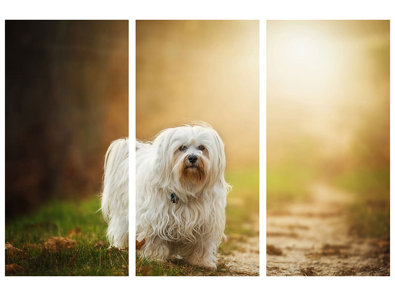 3-piece-canvas-print-the-havanese