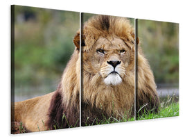 3-piece-canvas-print-the-king-of-animals