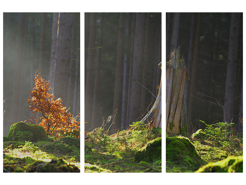 3-piece-canvas-print-the-magic-in-the-forest