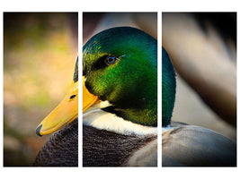 3-piece-canvas-print-the-mallard