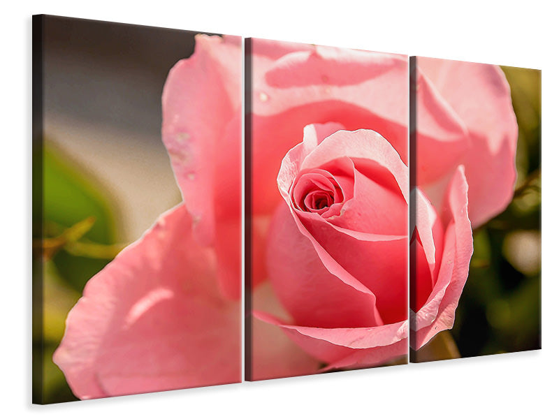 3-piece-canvas-print-the-rose-in-pink