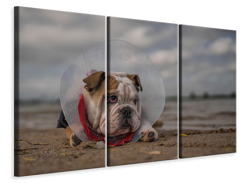 3-piece-canvas-print-the-vet-gave-me-this-collarand-i-am-not-happy-with-it