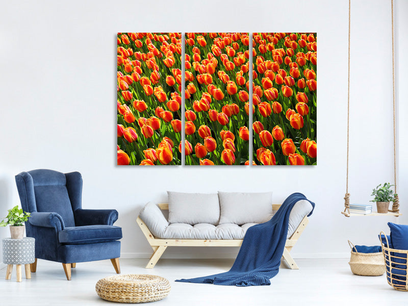 3-piece-canvas-print-tulip-field-in-orange