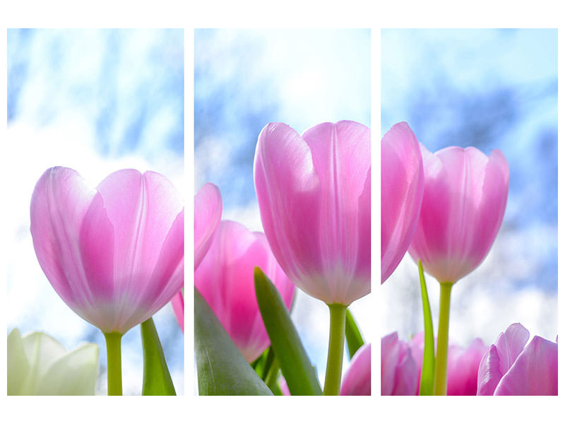 3-piece-canvas-print-tulips-in-nature