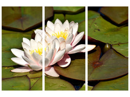 3-piece-canvas-print-water-lily-duo-in-white