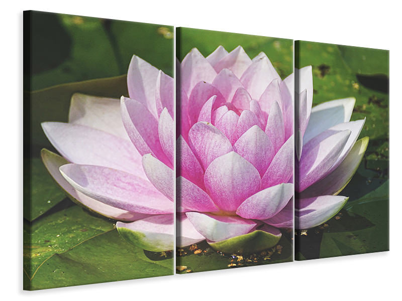 3-piece-canvas-print-water-lily-in-pink