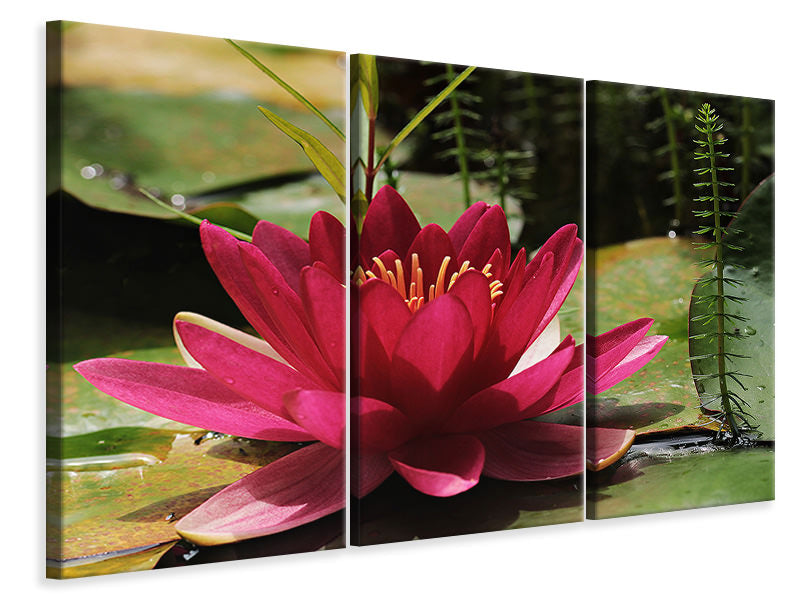 3-piece-canvas-print-water-lily-in-red