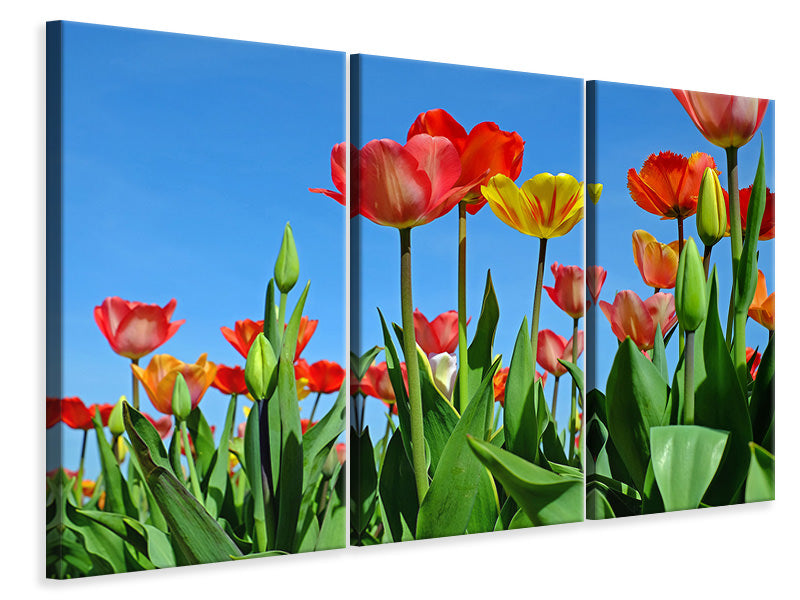 3-piece-canvas-print-wild-tulips