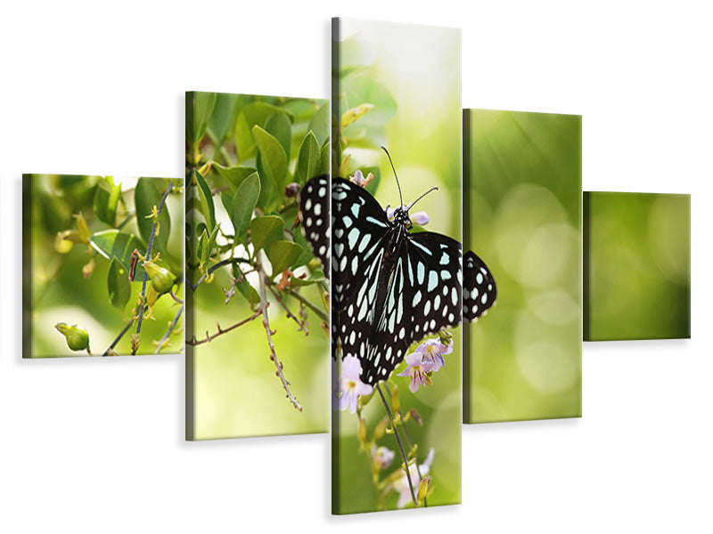 5-piece-canvas-print-papilio-butterfly-xxl