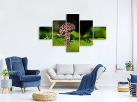 5-piece-canvas-print-strobilomyces-strobilaceus