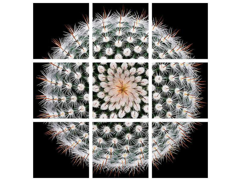 9-piece-canvas-print-notocactus-scopa