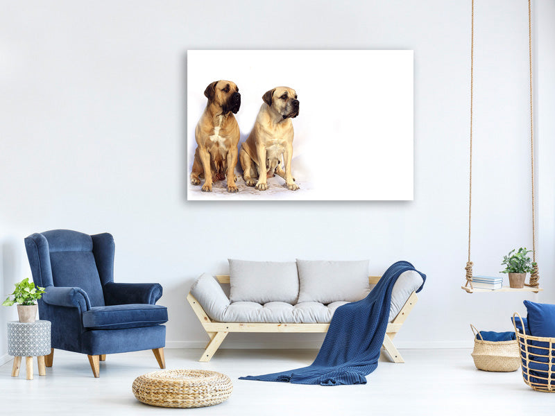 canvas-print-2-mastiffs