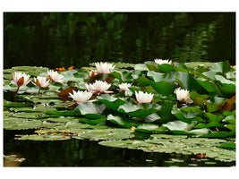 canvas-print-a-field-full-of-water-lilies