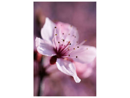 canvas-print-adorable-cherry-blossom