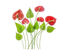 canvas-print-anthurium