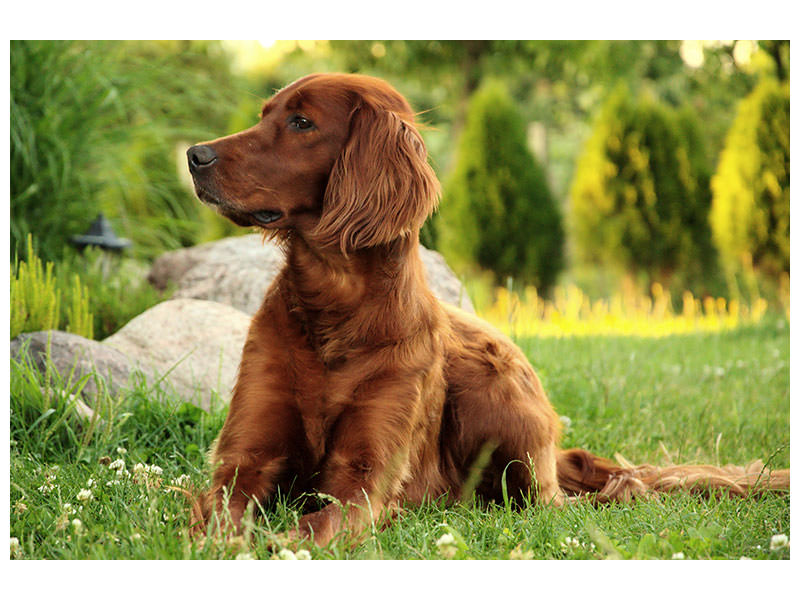 canvas-print-attentive-irish-setter